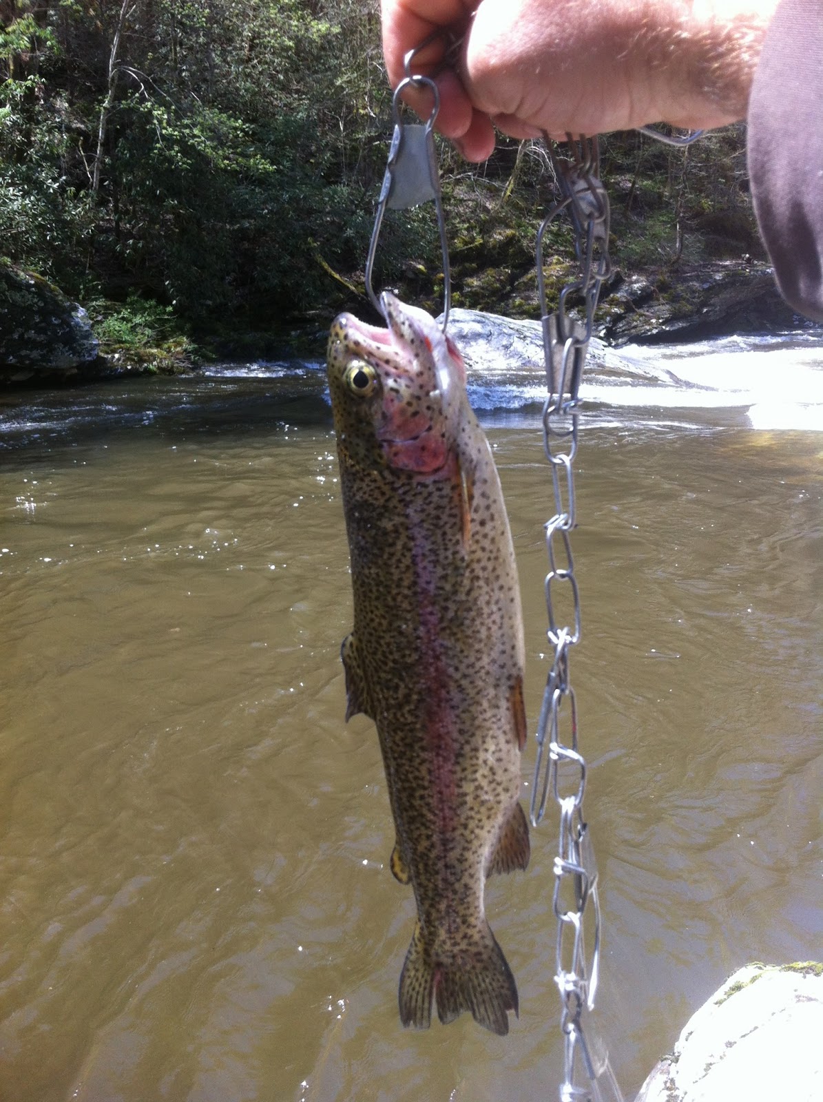 Tellico River Trout Fishing A Tourist Perspective
