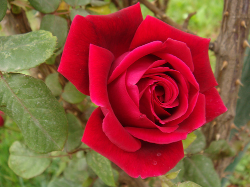 Le pouvoir de la Rose Red+rose