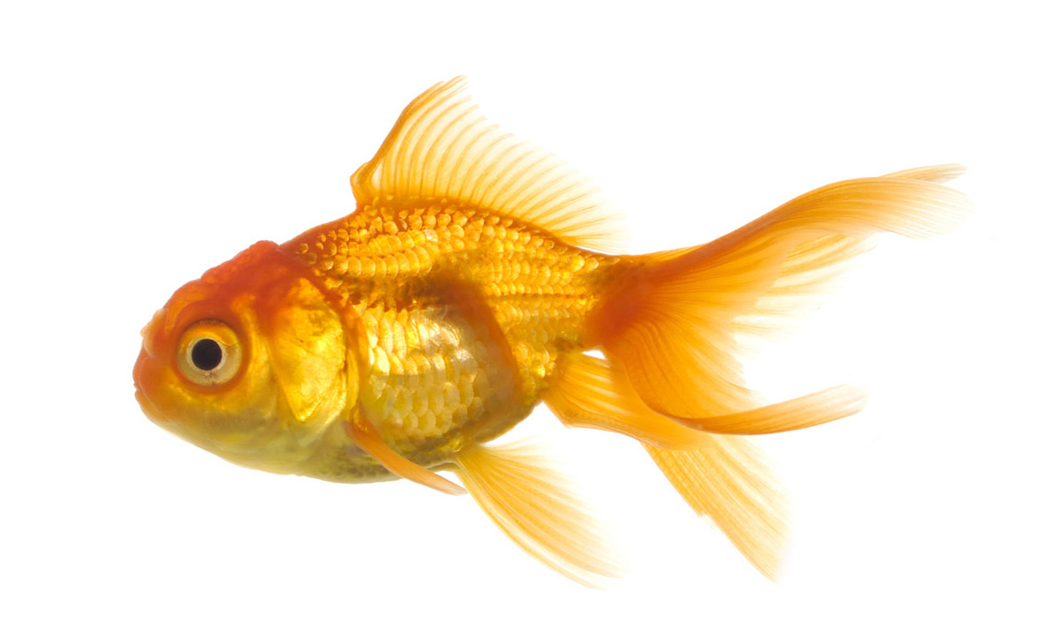 Download All Pictures Free: Goldfish Beautiful New Hd Wallpapers And
