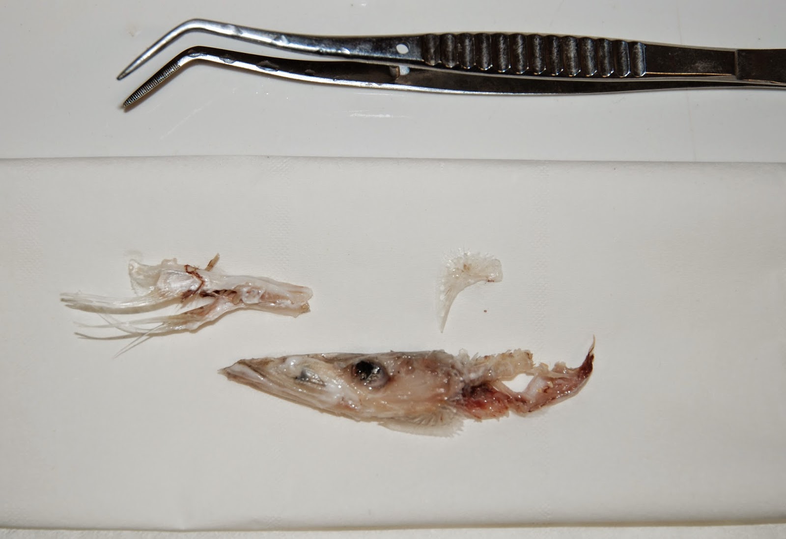 Skulls, bones and fish soup Half digested baby barracuda skull