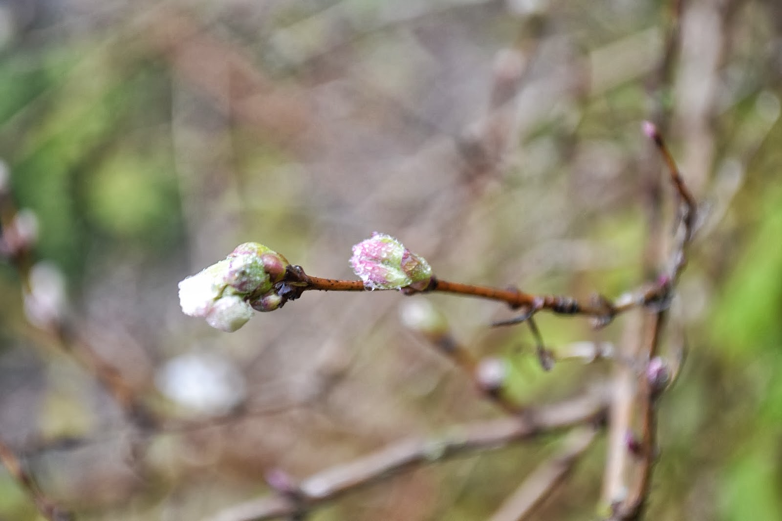 Worcester College Gardeners 2009 2018 Hard Pruning The Winter