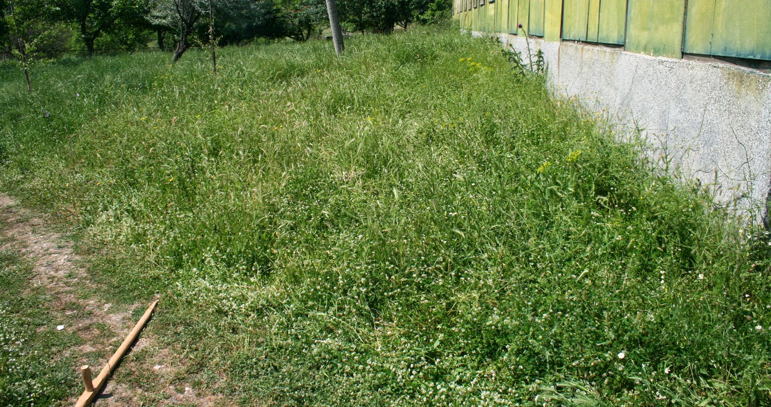 This is where I am going to start scything This is where I am going to start scything