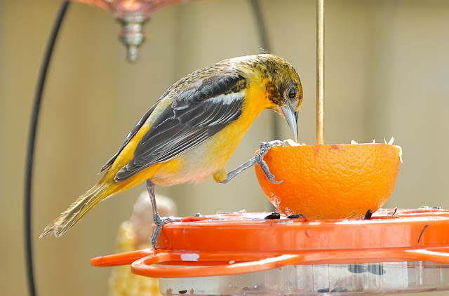 Orange Summer Bird Feeder Activity For Childrens Church