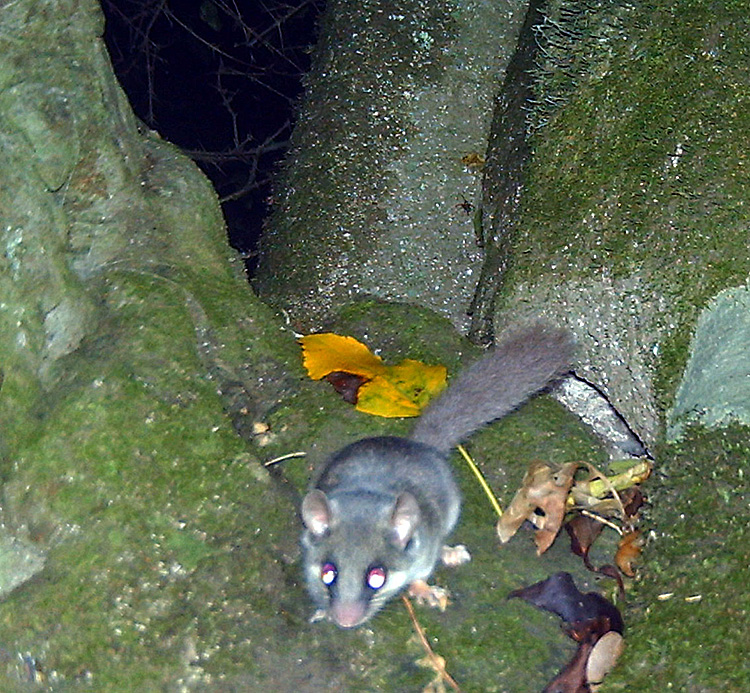 Remote Camera Trap South Africa Adorable Mouse