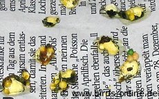 bunu bugun ogrendim 508 muhabbet kuslarinin diskilarindan hastaliklarini anlayabilirsiniz