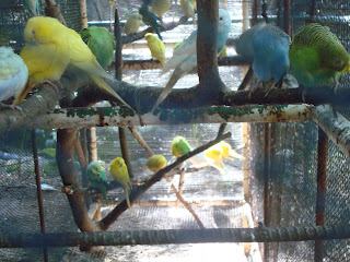 cute birds cute birds in Zoobic Safari