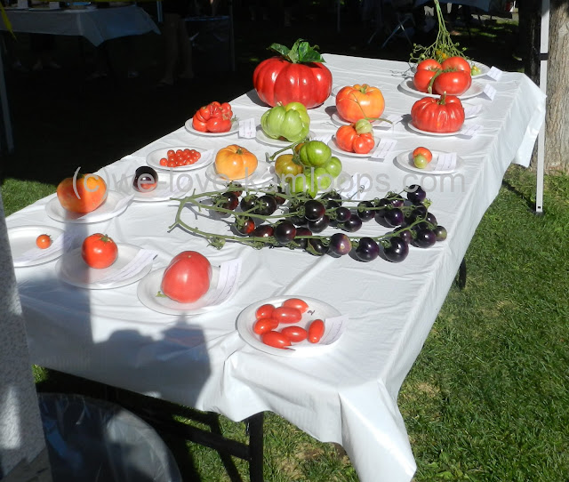Varieties of tomatoes show entrants for the competition