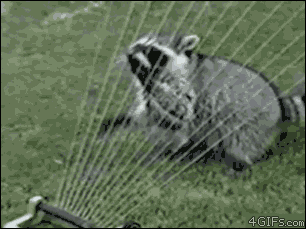 raccoon vs sprinkle, funny animal gifs, funny animals