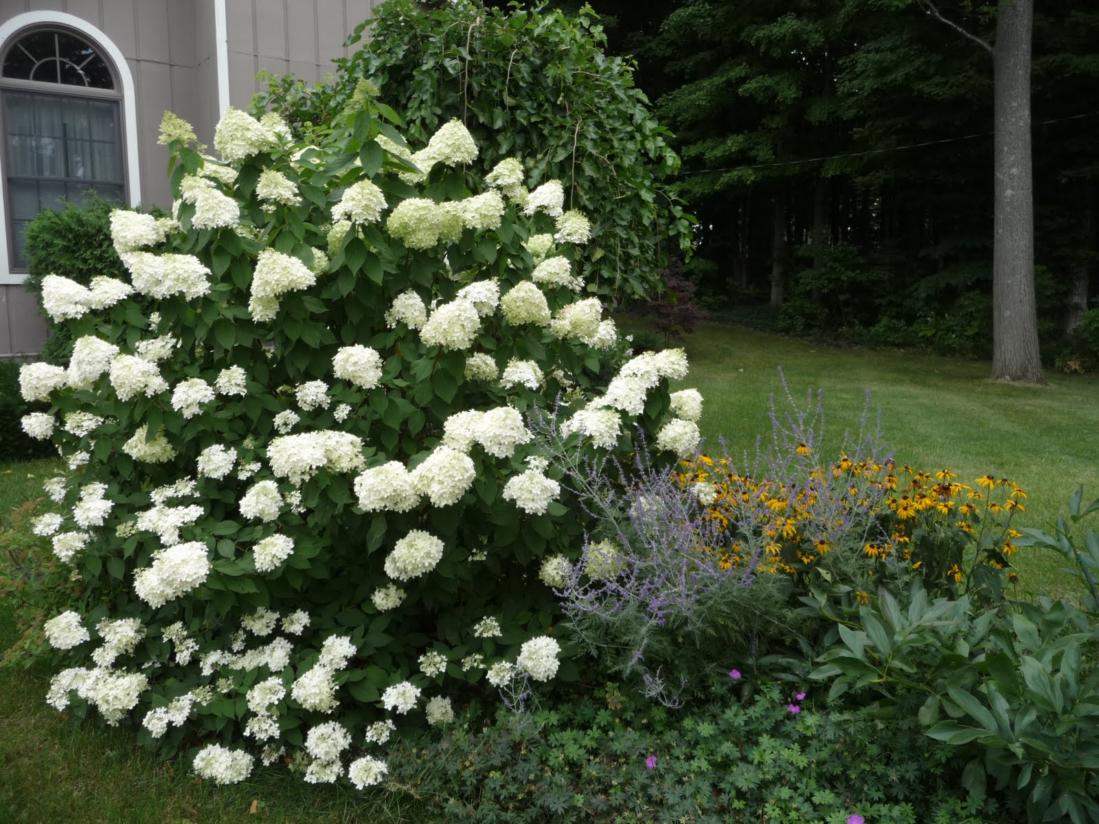 A Barefoot Day Limelights