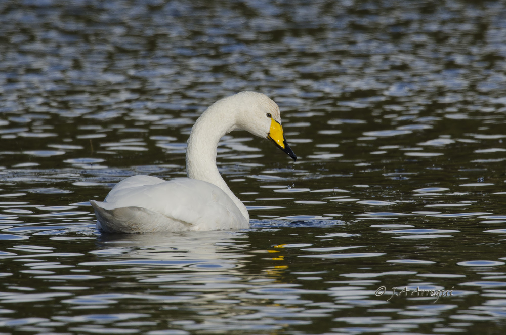 Cisne cantor, Cygnus cygnus, Whooper Swan Cisne cantor, Cygnus cygnus, Whooper Swan