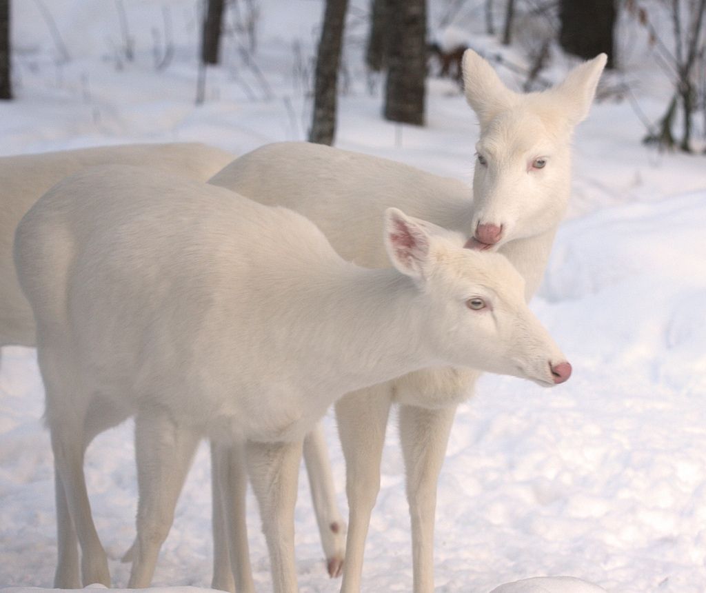 White Deers 15 Amazing Natural Wonders Albino Animals!