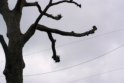tree against grey sky