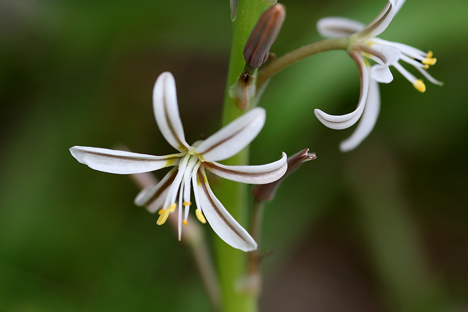 Flower Homes Delicate Flowers
