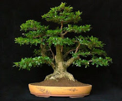 BONSAI