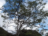 Indigenous Trees on Floreana