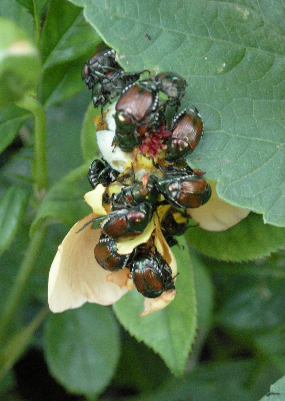 Battling japanese beetles that are eating my roses Jennifer Arnott