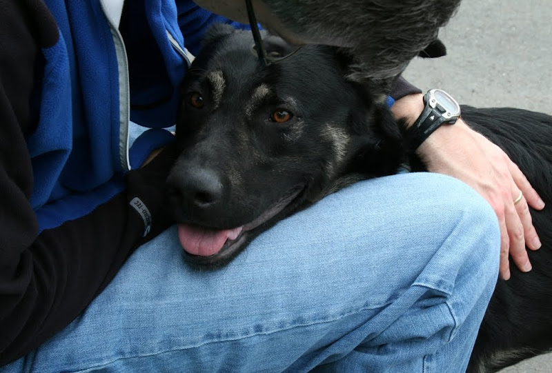 the shepherd resting his head on my husband's lap, as my husband bends his head down close to the dog while patting him on the back