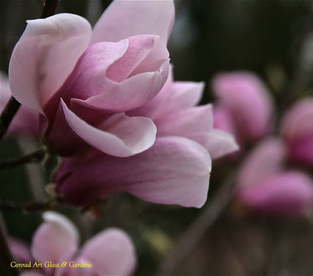 For the grower of magnolias, the promise of spring is evident from late