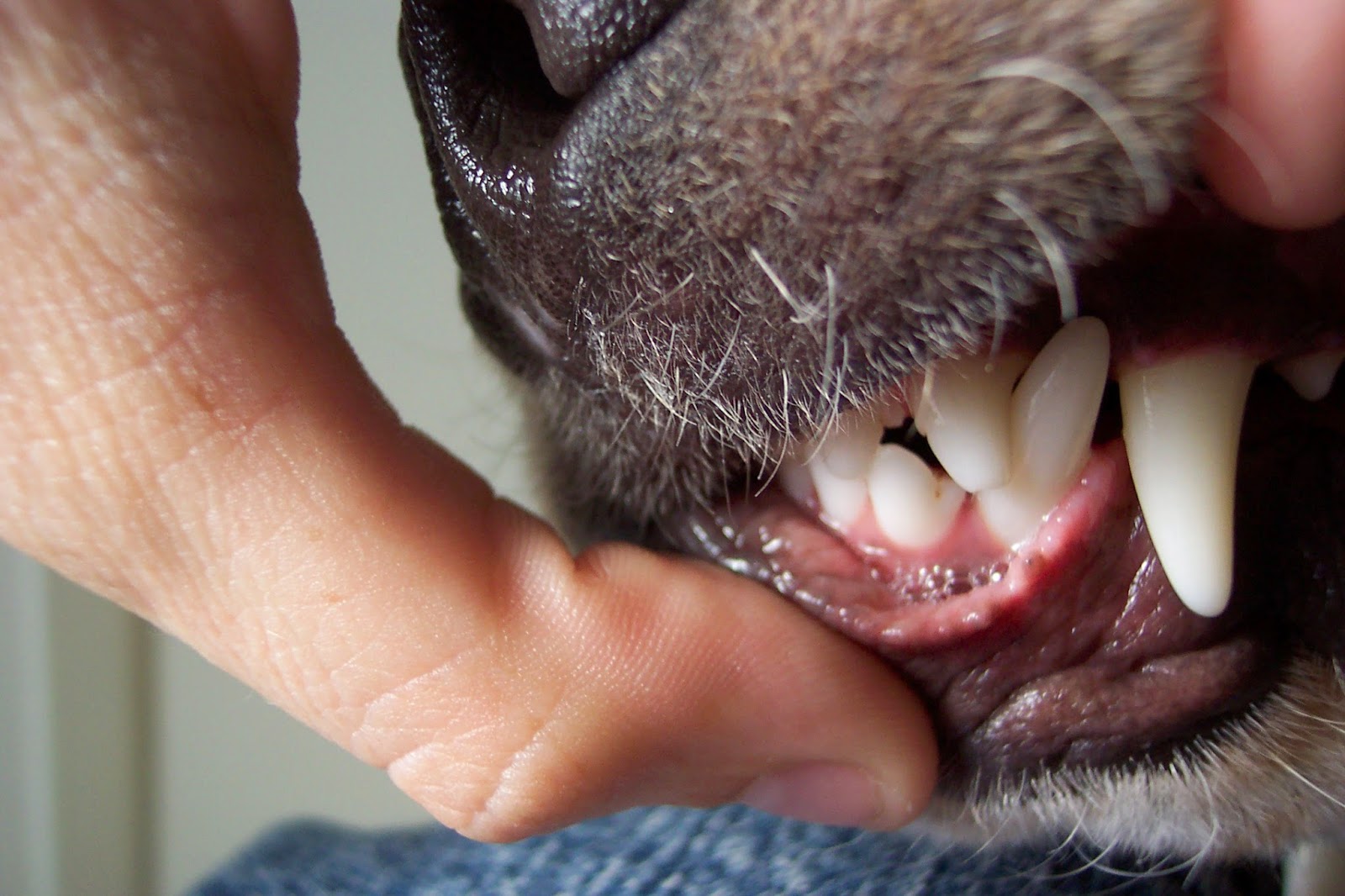 The Dog Geek Eight Years of Tooth Wear