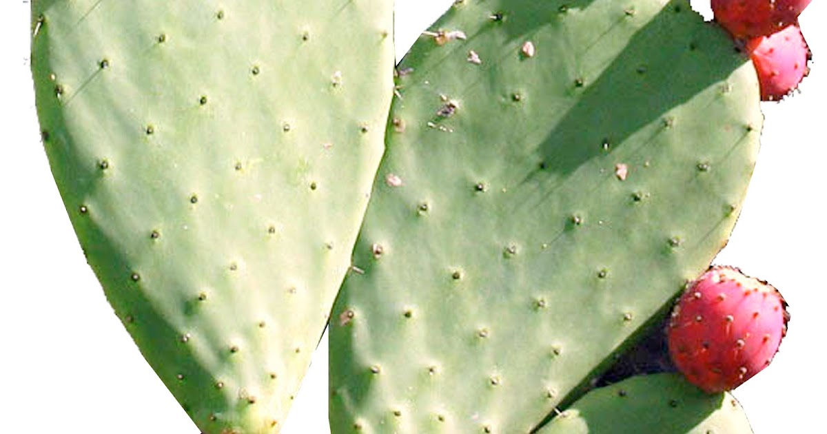 FARMA NATURA NOPAL DE TUNA