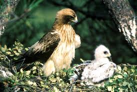 Valdelinares y sus habitantes **************del Bosque