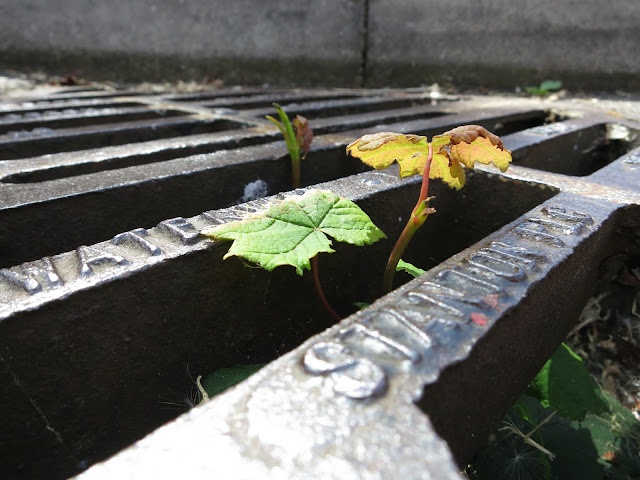 The same tree in the drain on May 28th - from different angle.