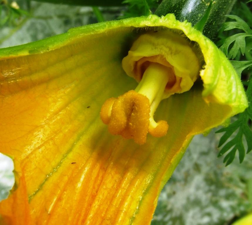 Roots 'n' Shoots Squash & Pumpkin How To Grow − Fruit(s) of the Month