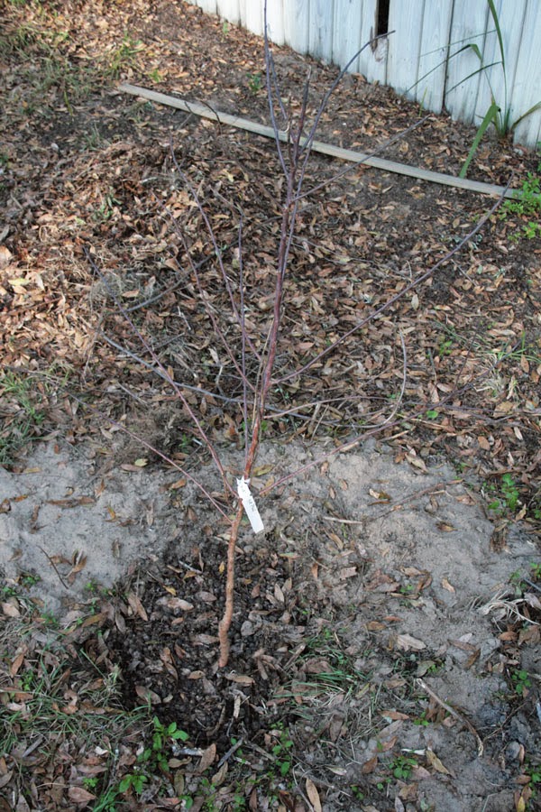 Florida Survival Gardening Science Project Growing Almonds and