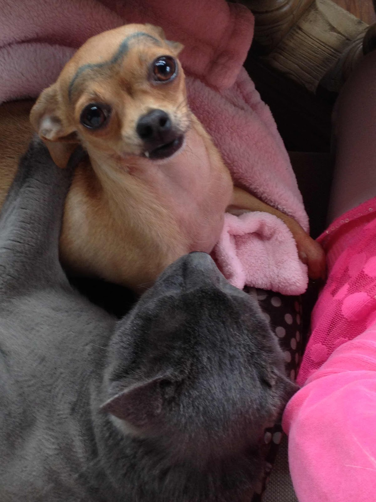 My Life As A Zombie Dog With A Sharpie Unibrow