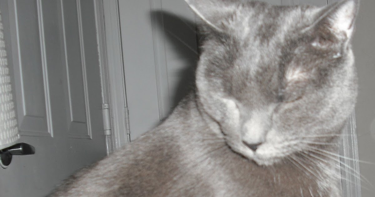 Imperfectly Painted Spontaneous Saturday My Cat Turned Me Into a Cat