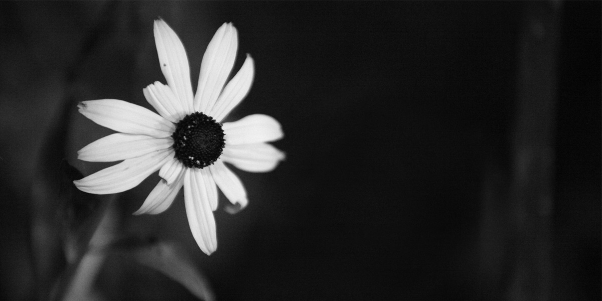 pz c kapak foto 287 raflar 305