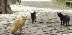 Gatos se despedem do Parque Municipal