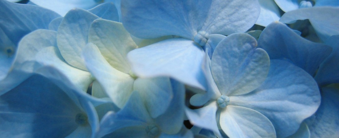 free 3d wallpapers download blue flowers close up wallpapers