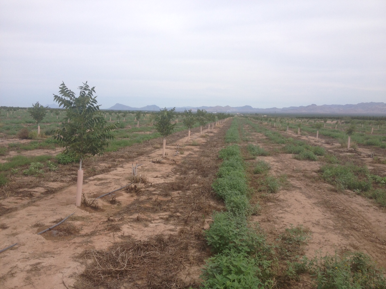 Growing Pecan Orchards in Southeastern Arizona