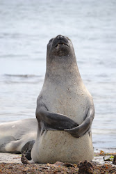 Elephant seal
