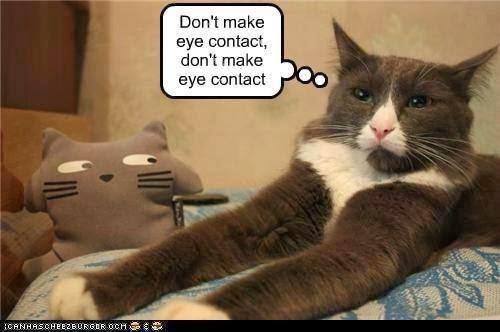 Funny Cats Count Blessings Funny Cats Count Blessings