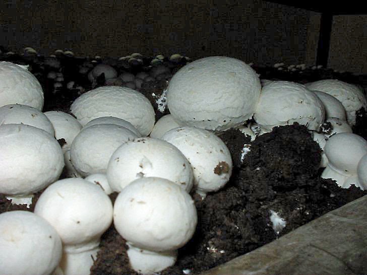 Champignons selber anbauen Champignonanbau in Räumen
