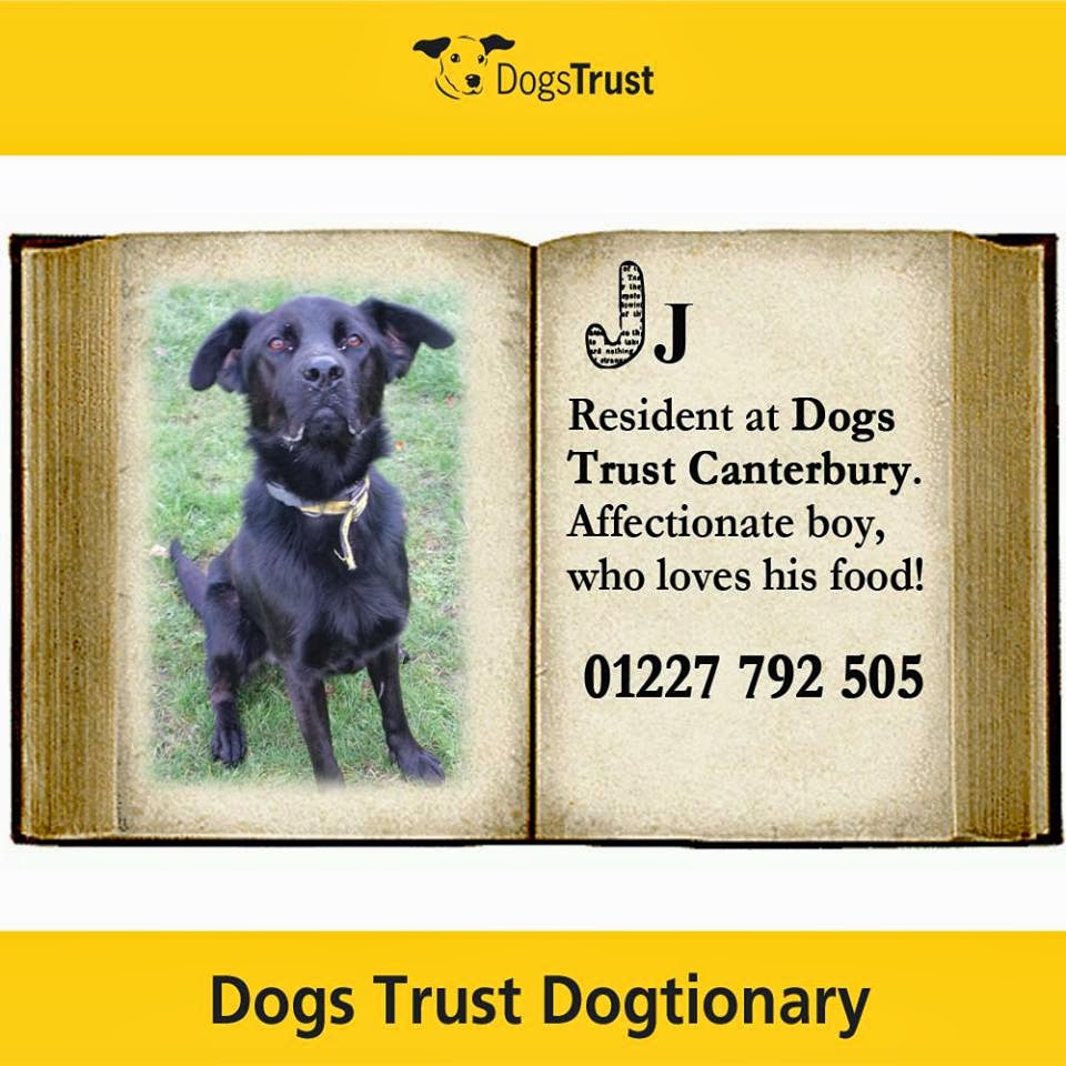 Canterbury Dogs Home Canterbury Dogs Home