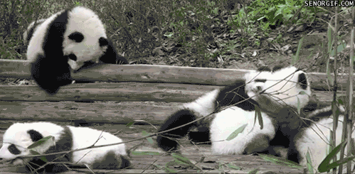 funny animal gifs, panda barrel roll