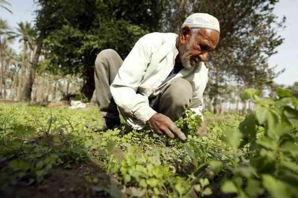 رجل عجوز  يزرع البطاطس An old man planting potatoes