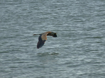 Blue Heron