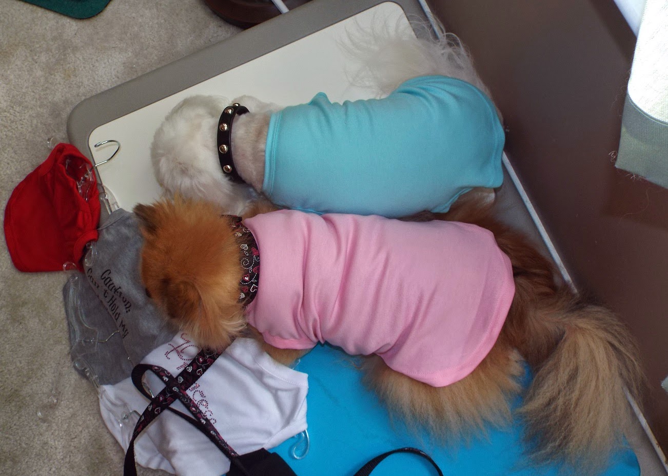 accessorize dog jumper