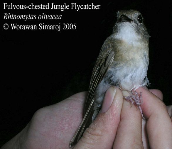 Kicau Burung Fulvous Chested Jungle Flycatcher