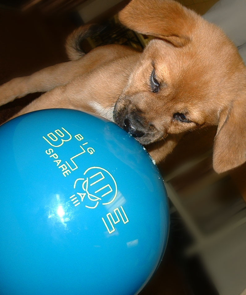 Alley Up for Animal Friends Bowling Event on January 29 Animal Friends, Inc.