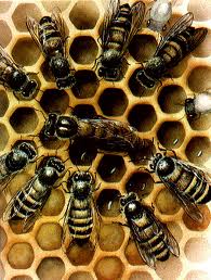 IFPB Picuí Continua com inscrições abertas para o curso de apicultor