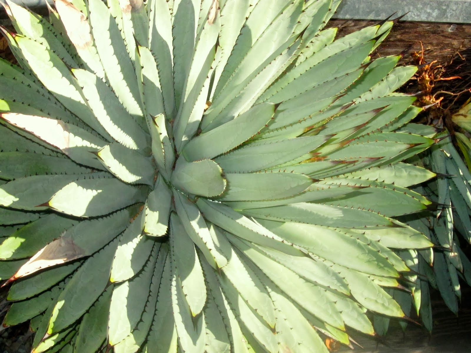 Agave macroacantha