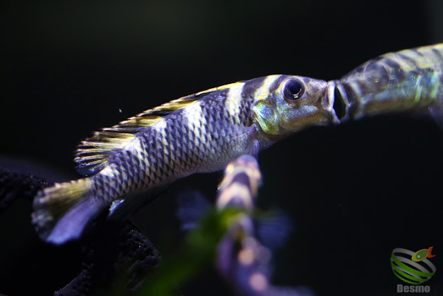 Nanochromis transvestitus / kongo