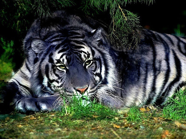 голубой тигр