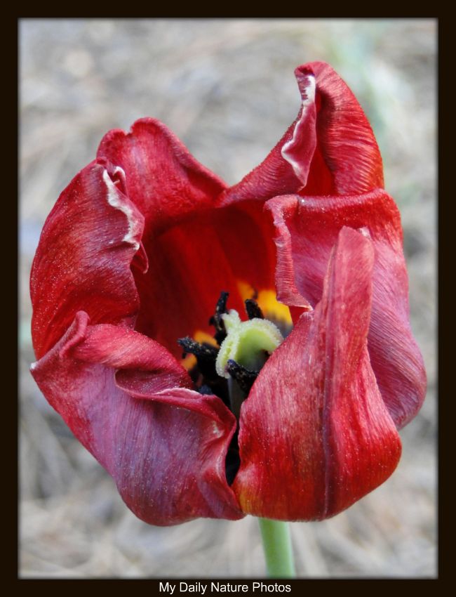 My Daily Nature Photos Day 152