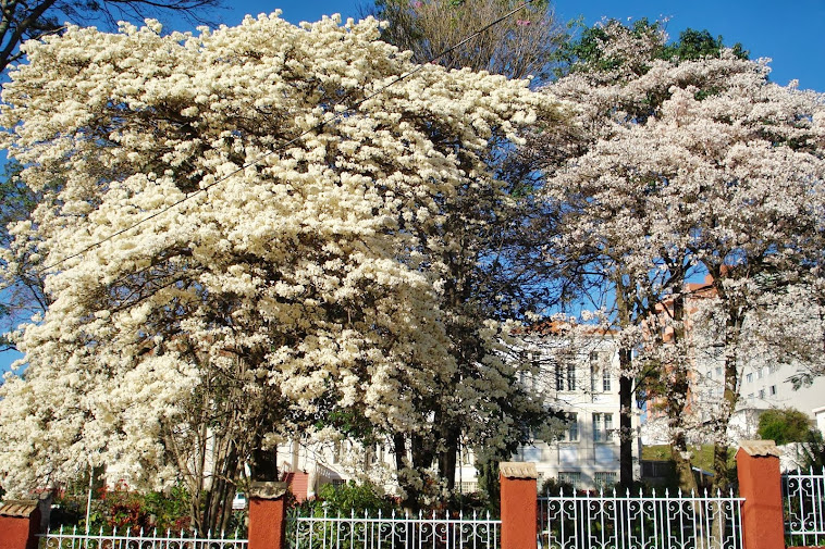 COLÉGIO NOSSA SENHORA DO AMPARO